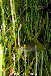 Fish in (lawn) grass in pond.  Big Island, HI.   by Christine Huffard 